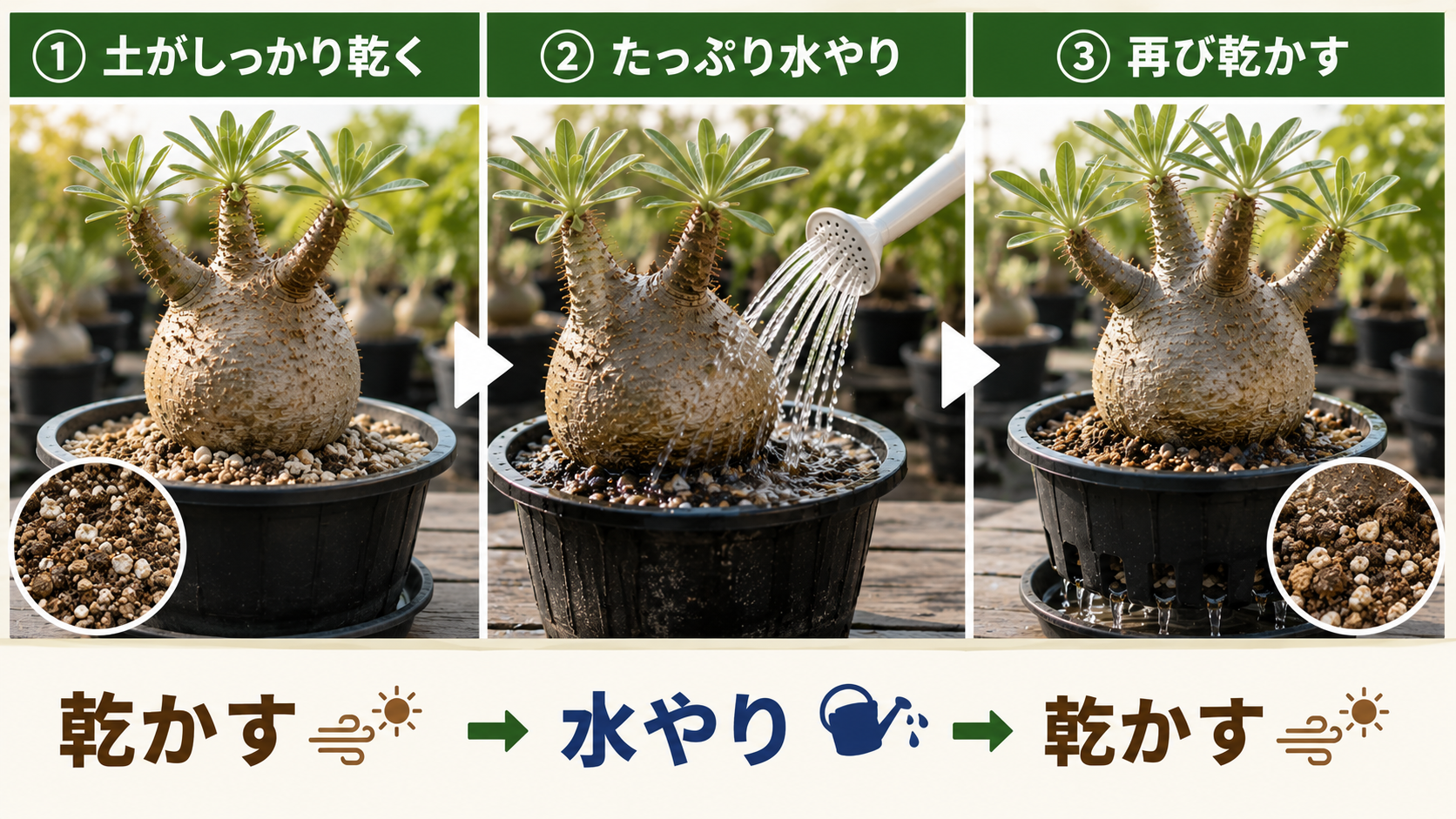 土が乾いたらたっぷり水やり
